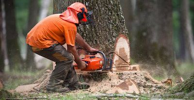 tree removal in Toledo